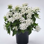 White B150.08 нет в наличии