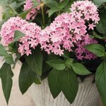 Pink B15.20 нет в наличии