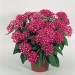 Rose B15.22