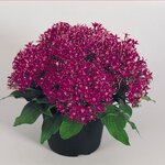 Violet B15.23