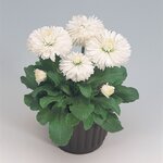 White B500.08 нет в наличии, возможна замена Habanera White B5-03