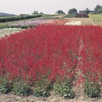 Гейхера Ruby Bells