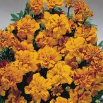 Tangerine B241.13