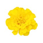 Yellow B241.14