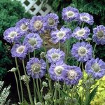Deep Blue B53-01 