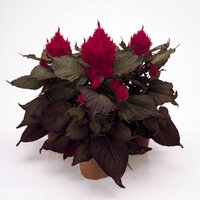 Целозия Smart Look Red