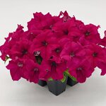 Deep Rose B18.05 