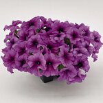 Purple Vein B18.08
