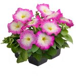 Rose morn B85-9