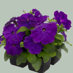 Blue B85-01 