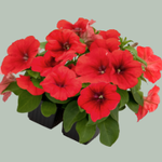 Red B85-06 