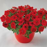 Red B17.04