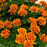 Orange Bee B242.22