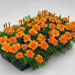 Deep Orange B242.17