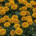 Yellow Bee B242.25