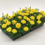 Deep Yellow B242.18 