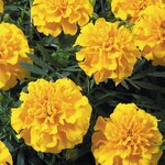 Yellow P 111.04