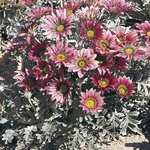 Rose Shades B10.03