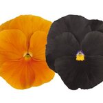 Jack-o-Lantern Mix B33.02