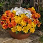 Sunny Day Mix B33.04