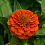 Orange B251.22