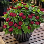 Rose B251.23