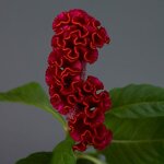 Red P31-04