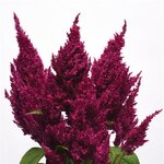 Purple P 310.02 