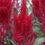 Red P 310.03