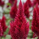 Wine Red P 310.04