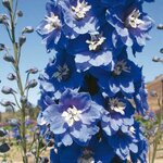 Mid Blue White Bee B27-06