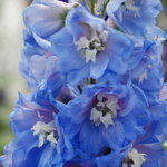 Sky Blue White Bee B 27.08