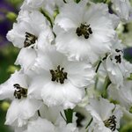 White Dark Bee B 27.09