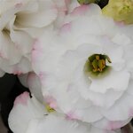 1 Rose Rim P33.05 нет в наличии