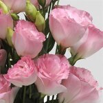 2 Misty Pink P33.12 