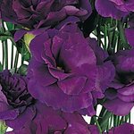 2 Purple P33.13 