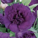 3 Purple P33.16 
