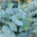 Эвкалипт  Baby Blue Bouquet
