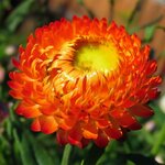 1170 Orange Нет в наличии