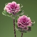 Капуста декоративная (Брассика) Flare Rose