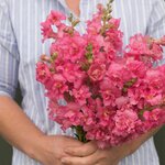 Rose S11-02 