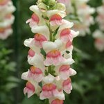 Appleblossom P 36.01 