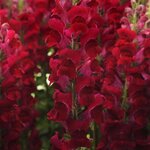 Crimson P 36.03
