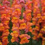 Dark orange P 36.12