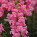 Early Rose  P 36.04