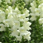 Ivory white P 36.09 