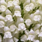 White P 36.17