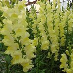 Lemon P 68-01 нет в наличии