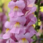 Orchid P68-04 нет в наличии