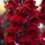 Red P 68-02 